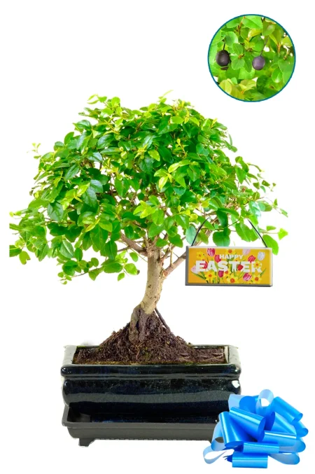 Non Chocolate Easter Gifts – Sweet Plum Bonsai Sageretia theezans