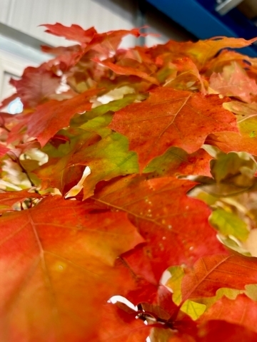 Red Oak Bonsai Tree Leaves