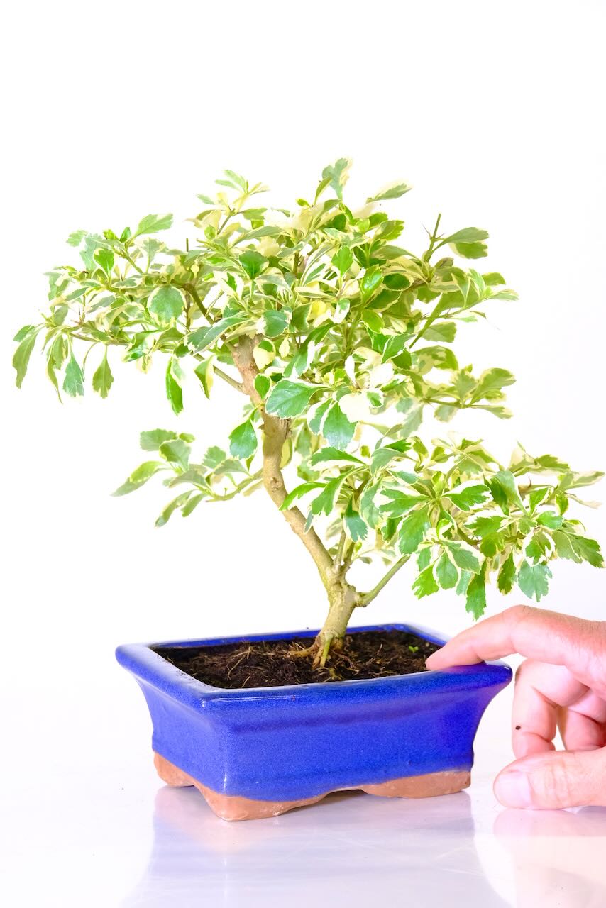 Elegant design - unique and individual variegated bonsai tree