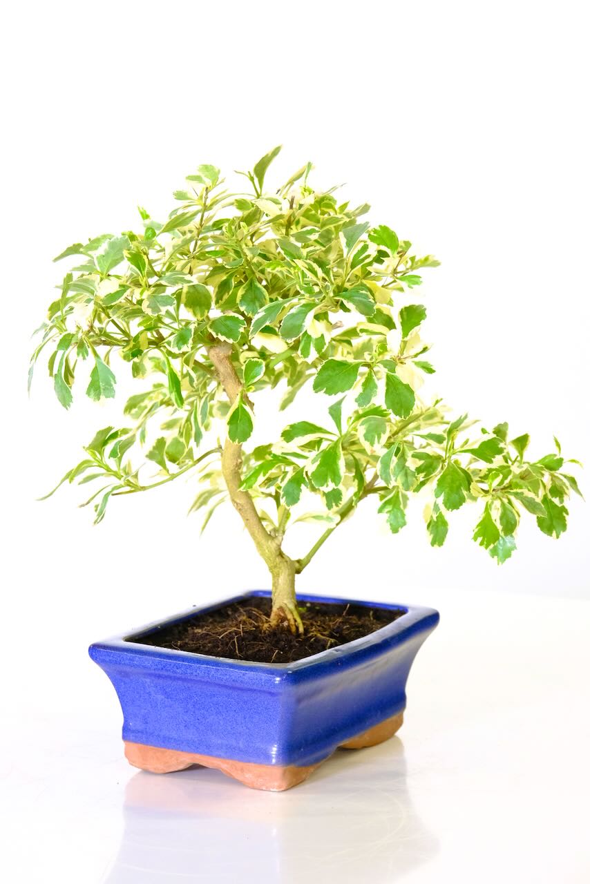 Durantha repens Variegate bonsai tree in royal blue pot