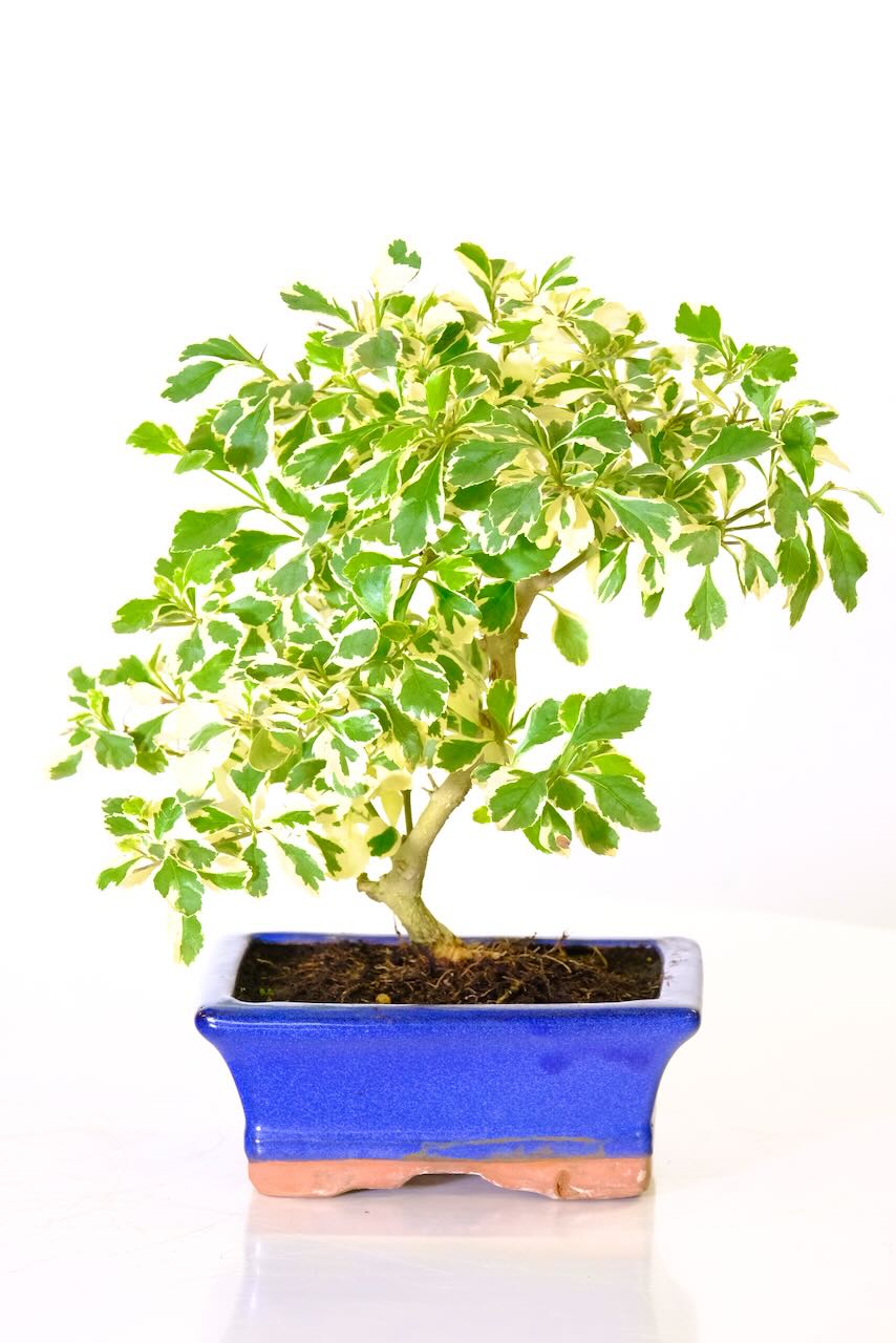 Variegated Durantha bonsai tree for sale in striking royal blue pot