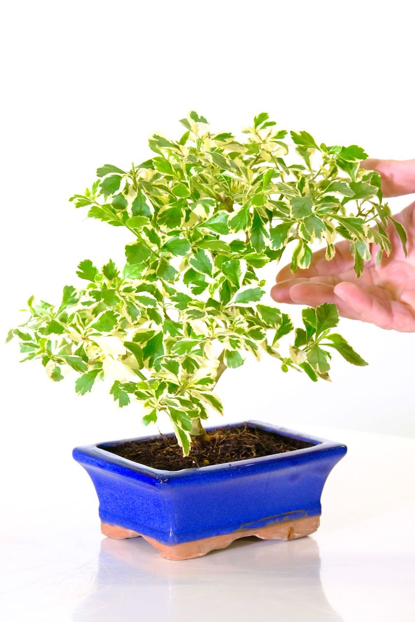 A lush canopy of extremely beautiful leaves