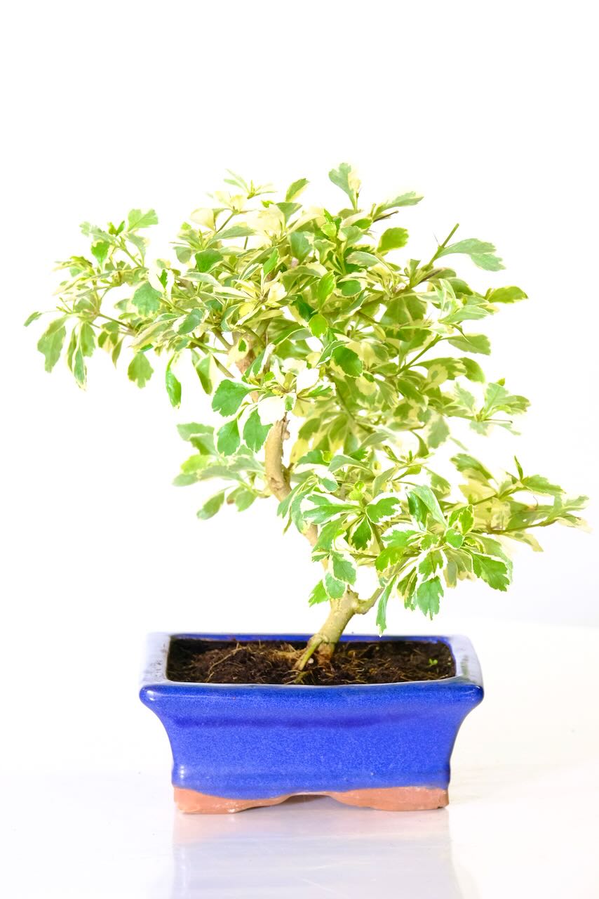 Durantha indoor bonsai with lilac flowers