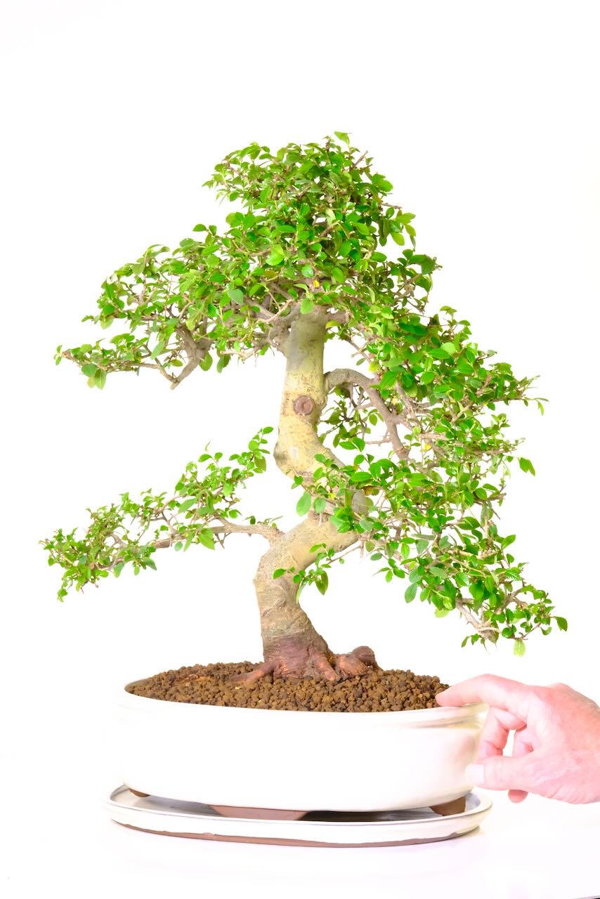 Cream banded ceramic pot with matching drip tray