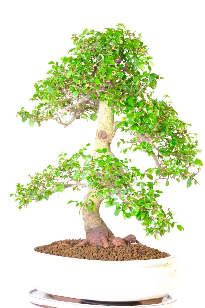 Incredible foliage pads with twiggy structure