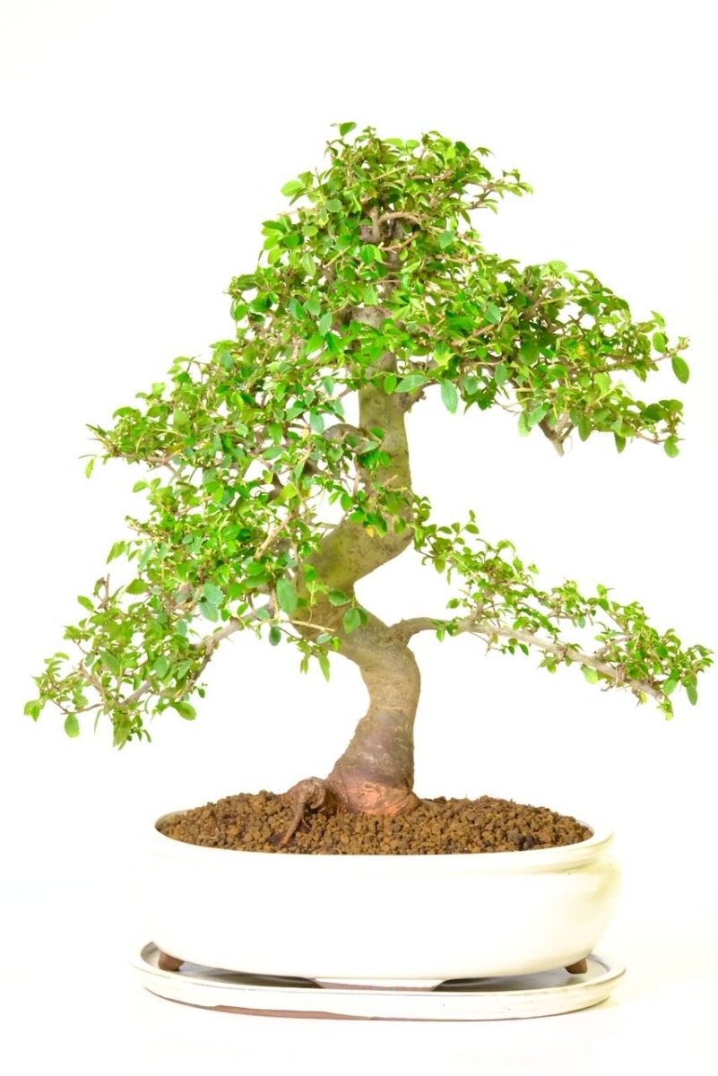 This variety symbolises inner strength intuition, wisdom & love.