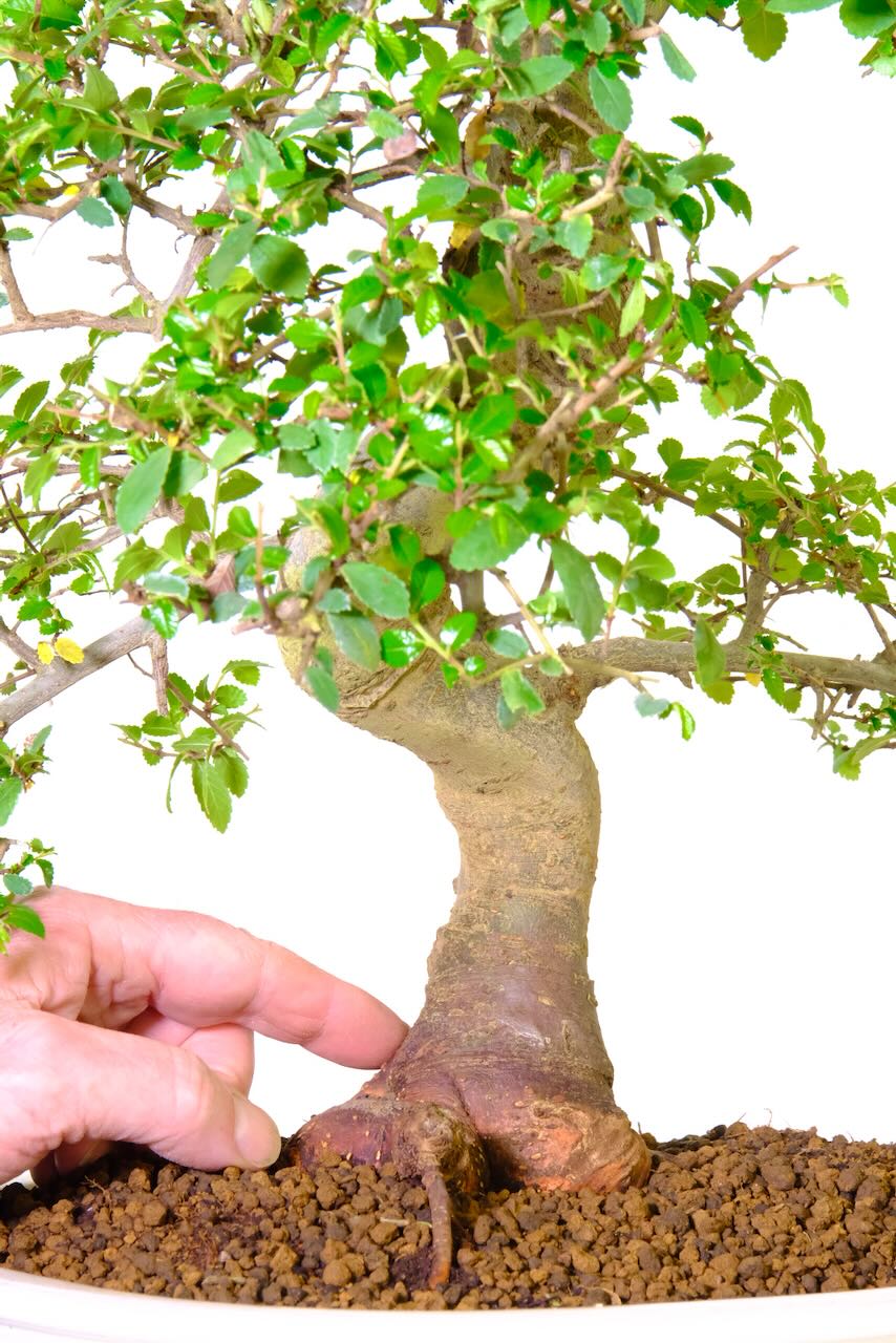 Extremely impressive trunk stature with thick roots