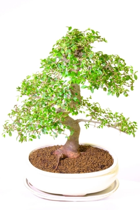 Powerful & commanding bonsai