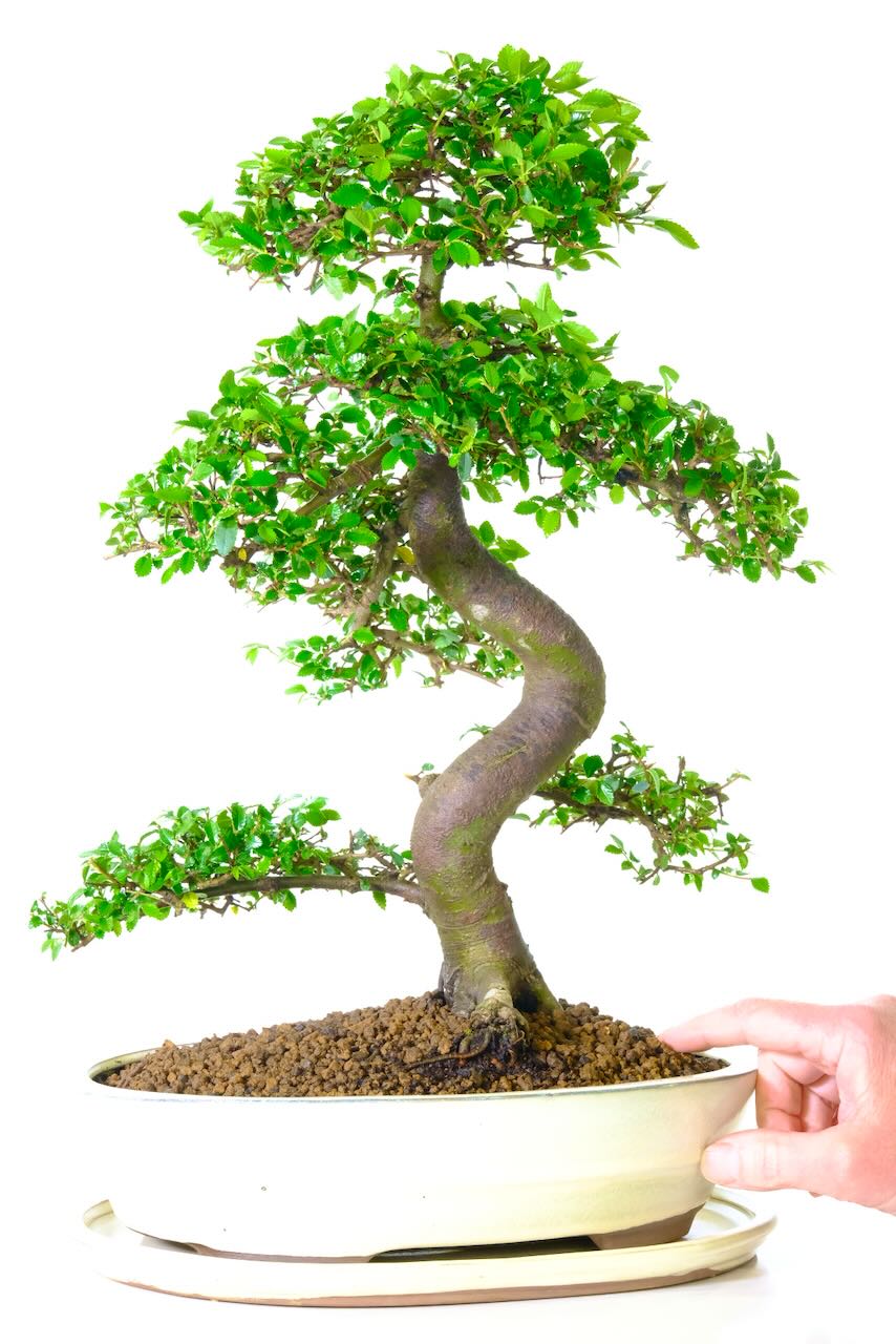 Majestic powerful and commanding Chinese elm specimen bonsai tree