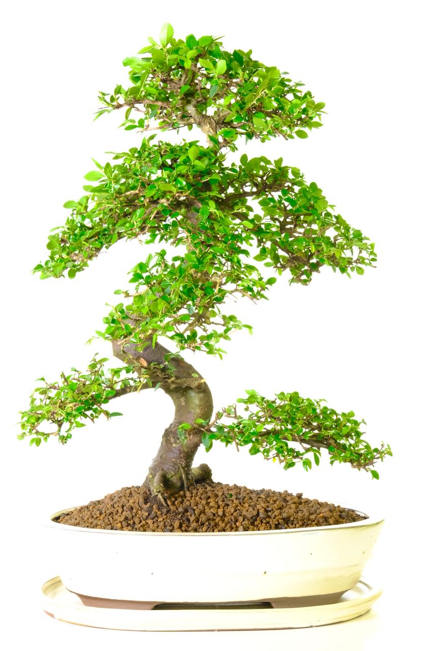 FREE delivery next working day is available - choose the delivery date!