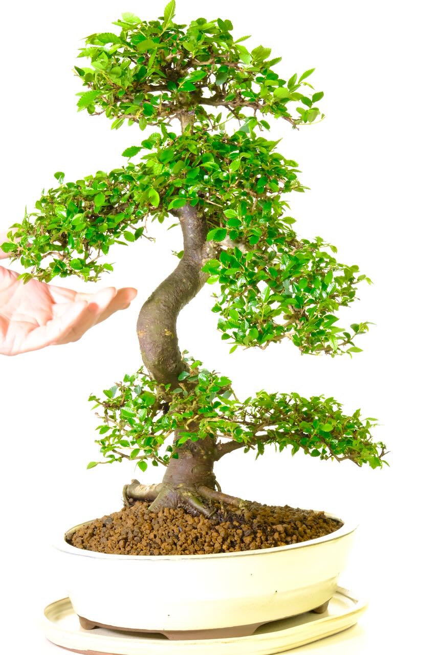 Exceptional 24 year old compelling bonsai Elm