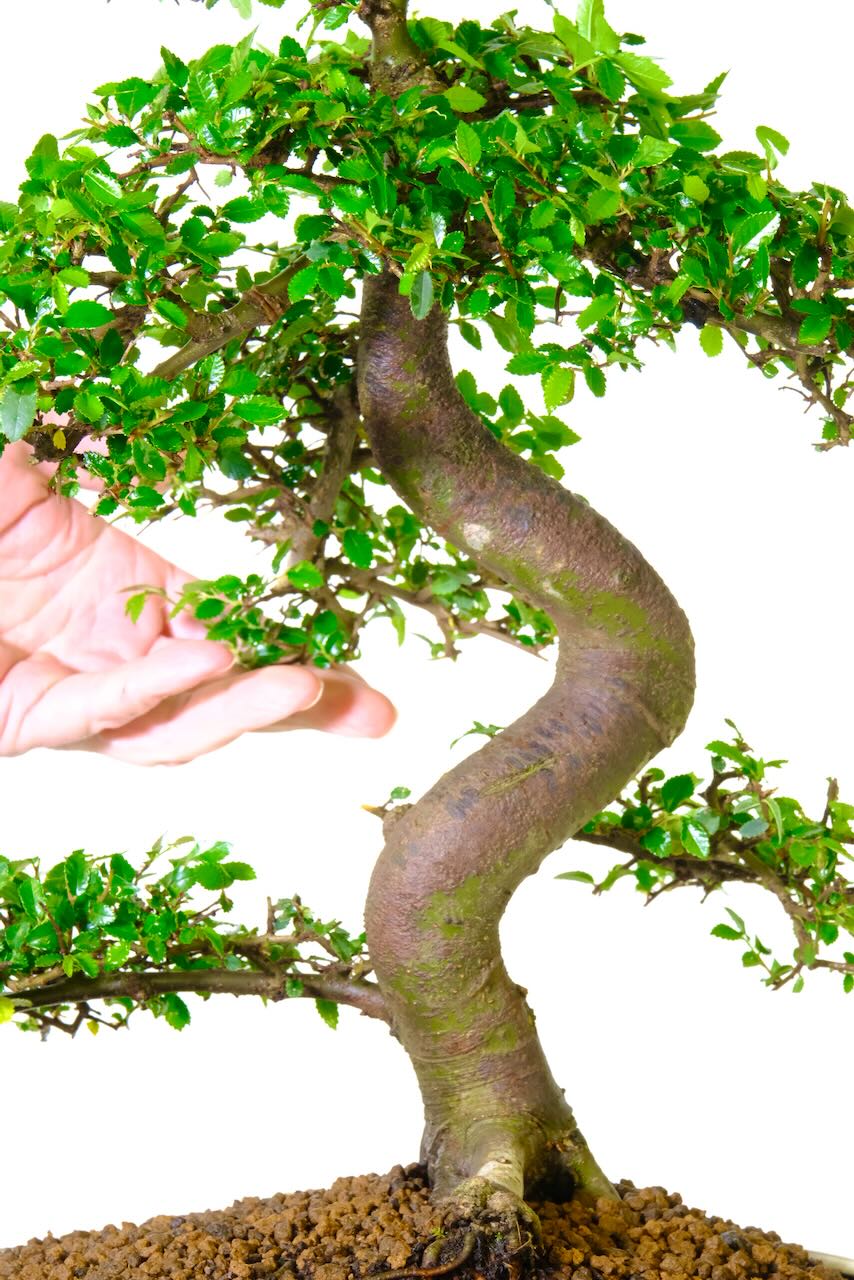 Well refined foliage pads on this bonsai tree