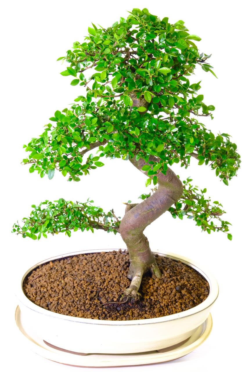 Wow a truly sensational 24 year old unique bonsai with powerful stature