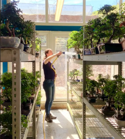 Behind the Scenes at Bonsai Direct