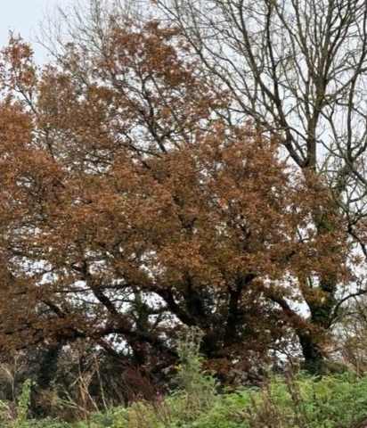 A look into our Bonsai nursery
