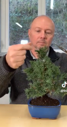 Pruning a Juniper bonsai tree