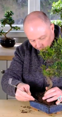 Roseapple / Myrtle bonsai tree transformation