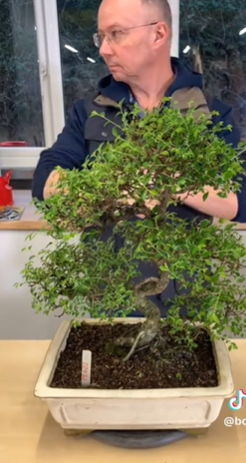 Big Eddies haircut - Bonsai tree pruning