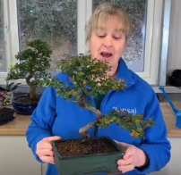 What is a plant passport?