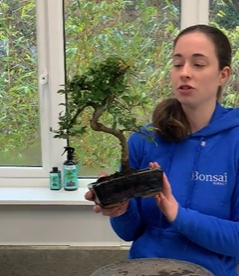 Repotting 12 year old Chinese Elm bonsai tree