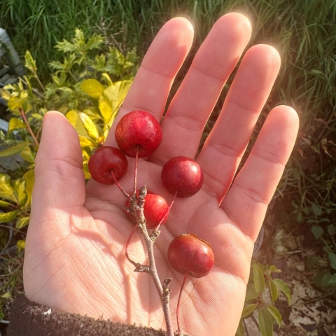 Bonsai fruits and flowers during springtime