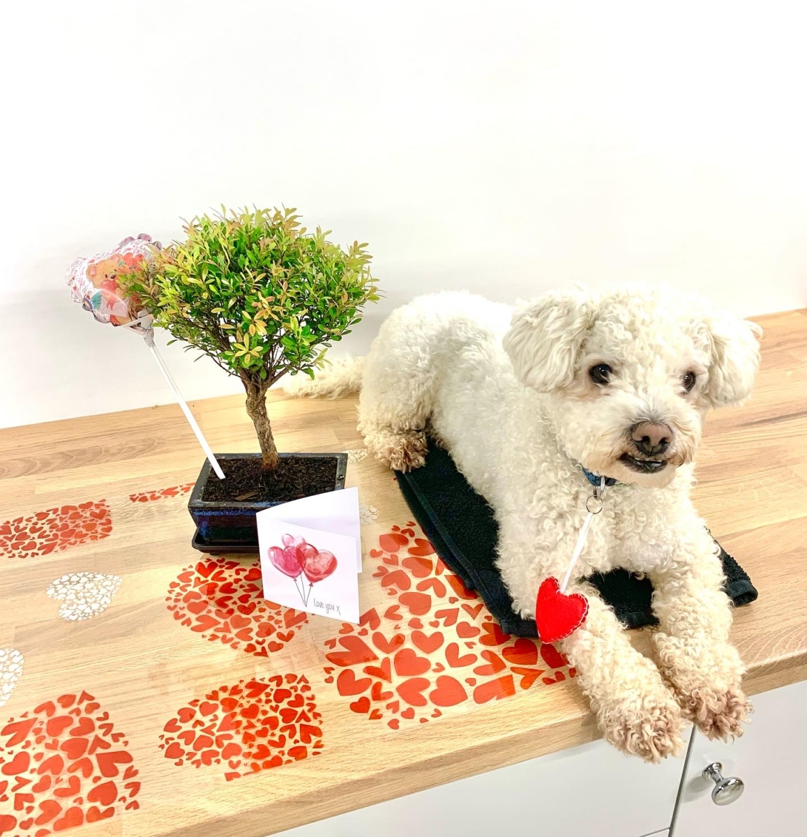 Valentine's Day gifts - Wonderful bonsai tree gifts