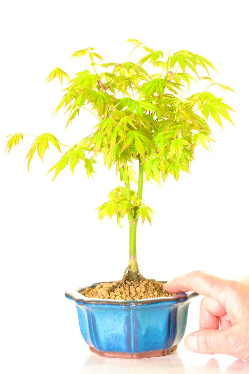 Beautiful bonsai maple tree (acer palmtop orange dream)