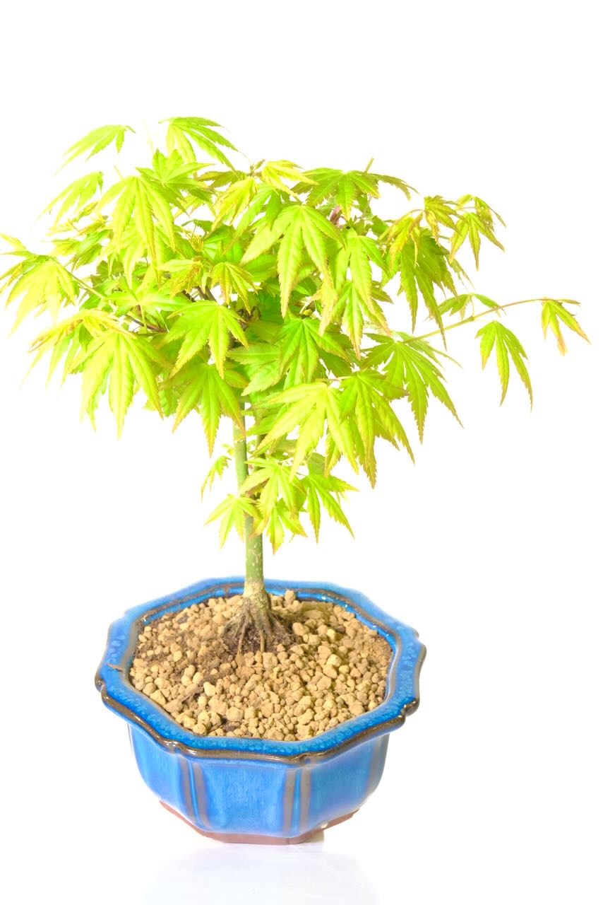 Acer palmatum orange dream bonsai with FREE delivery available
