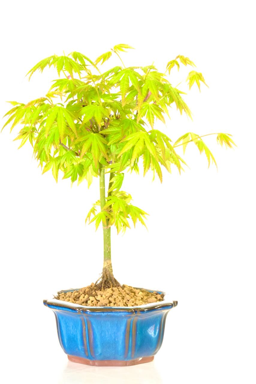 Japanese maple bonsai in quality teal octagonal pot