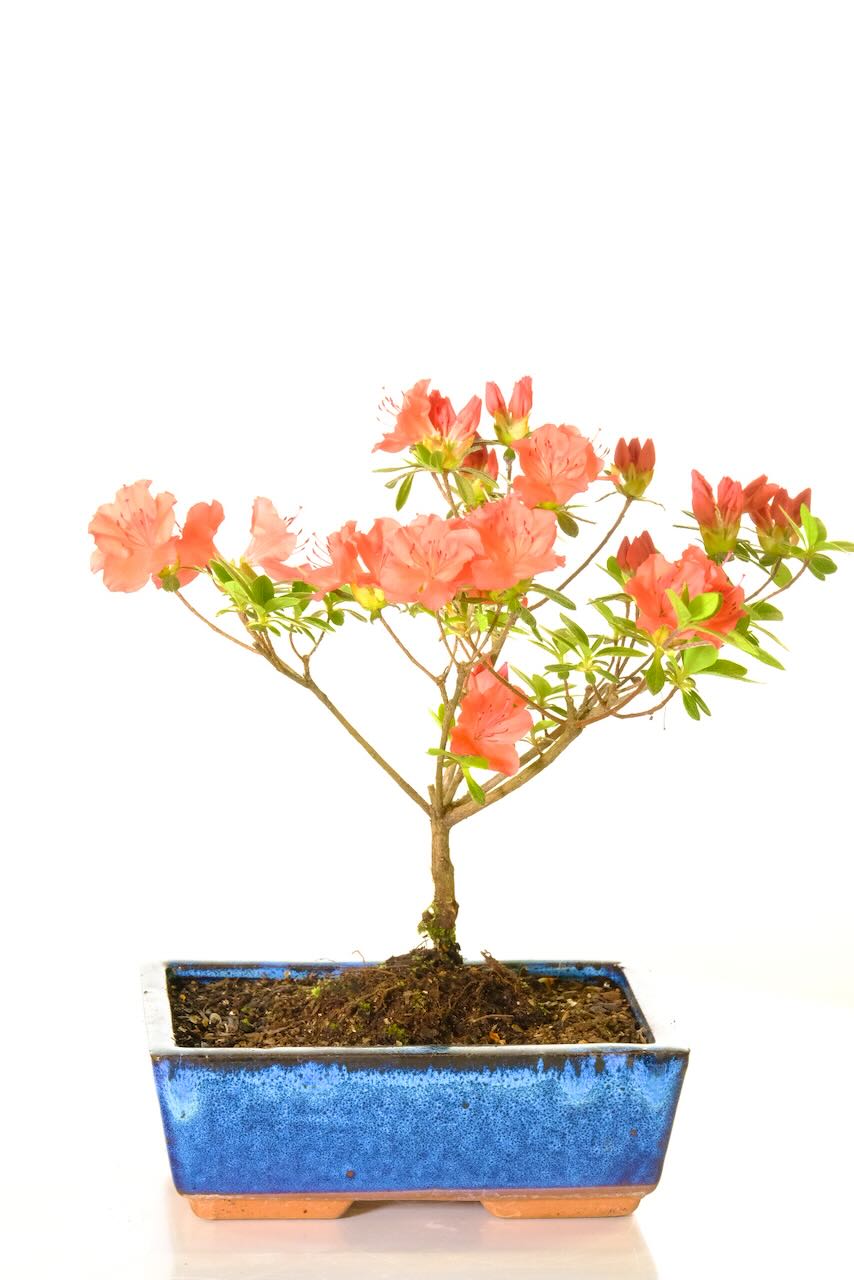 Orange flowering bonsai starter tree in blue ceramic pot
