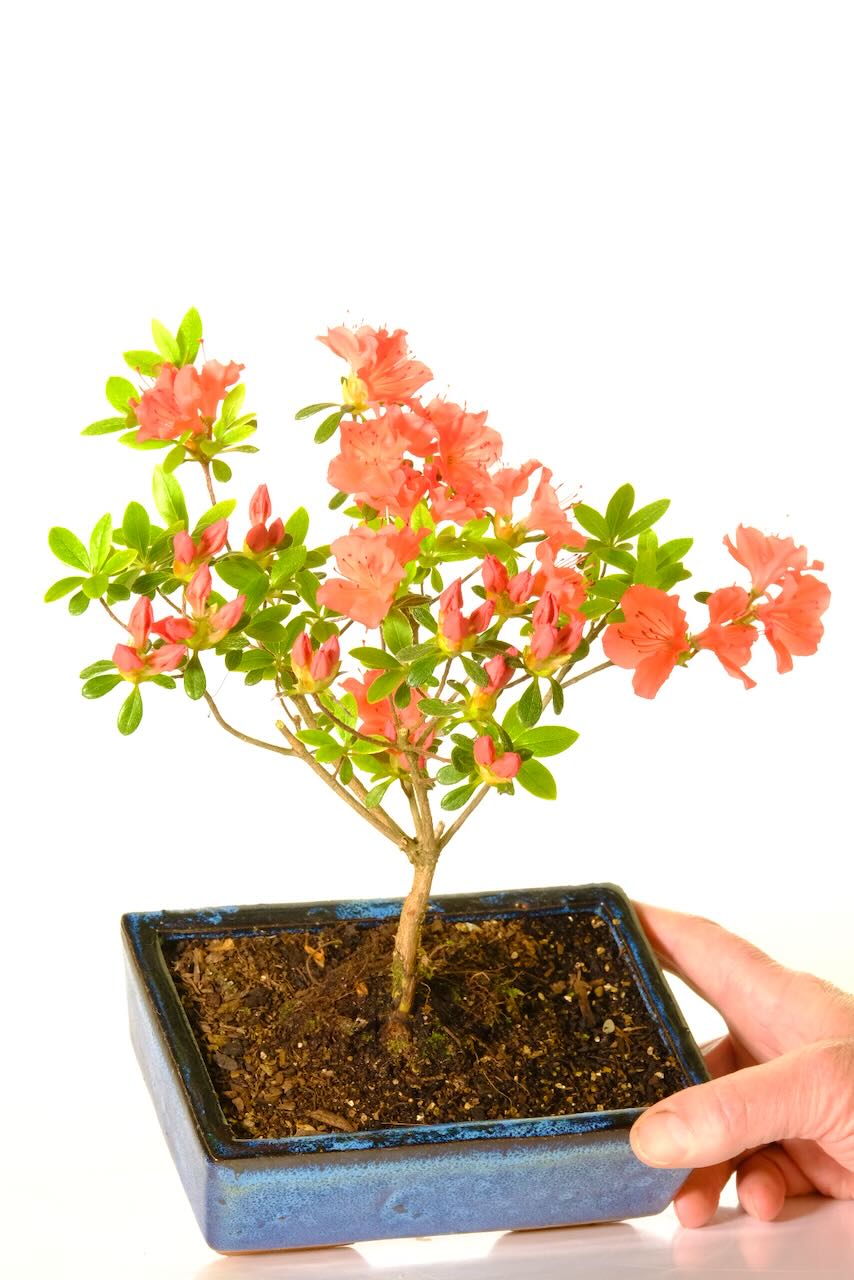 Orange flowering azalea starter bonsai tree for sale