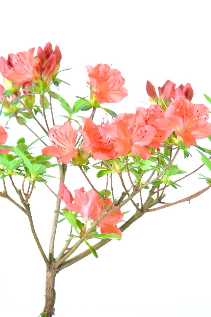 Close up of the stunning salmon orange azalea flowers