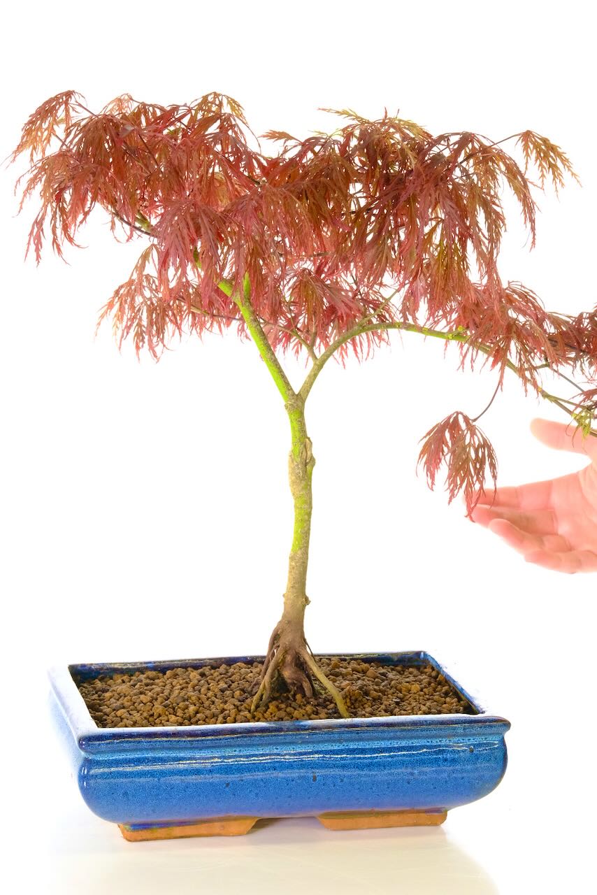 Comes potted in a navy blue ceramic bonsai pot