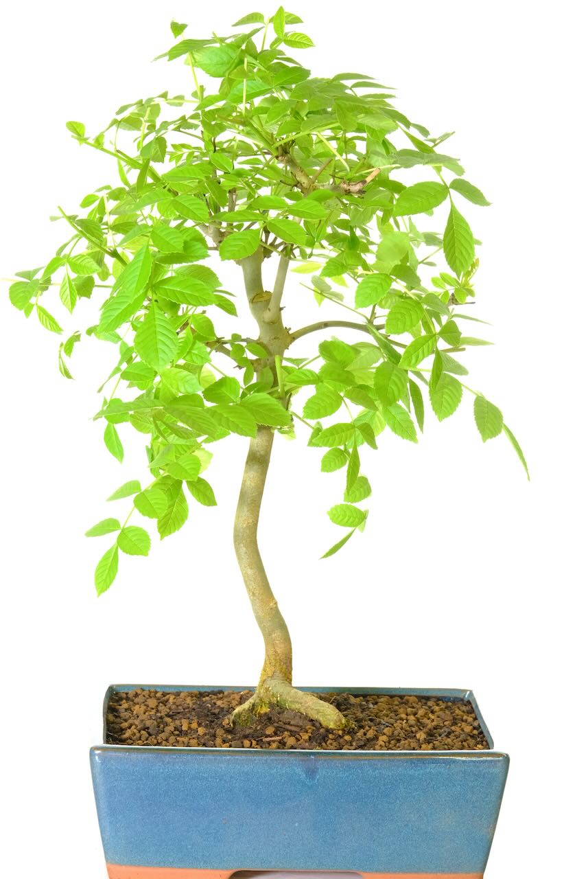 Tall and elegant easy care Ash Bonsai tree