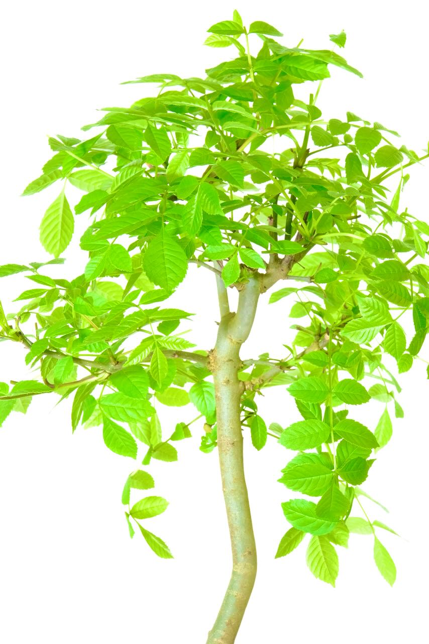 Close up of the strong branching of this Ash bonsai tree