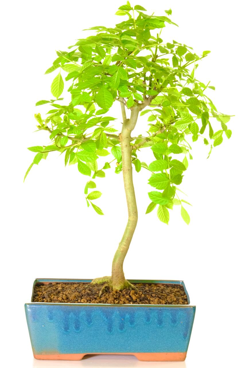 Tall, Elegant Hardy ash Bonsai tree in pretty pot