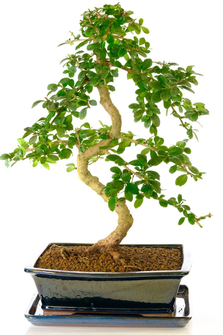 Large mature carmona microphylla bonsai tree with white summer blooms
