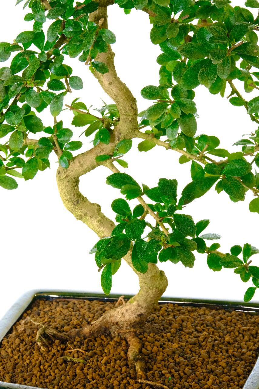 Highly refined bonsai with excellent branch placement