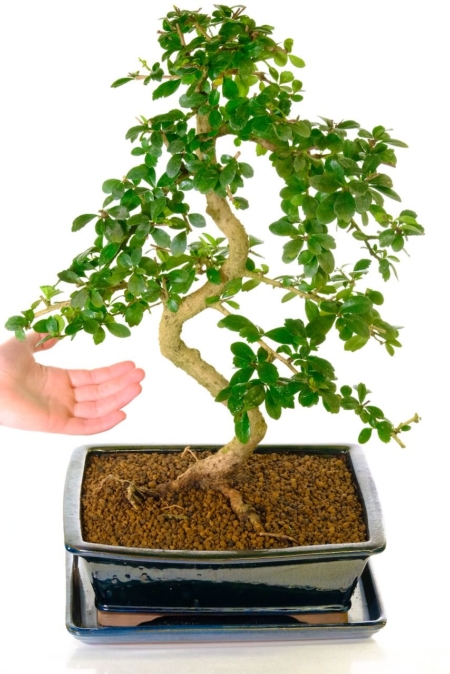 Fukien Tea Bonsai for sale from our premium indoor bonsai collection