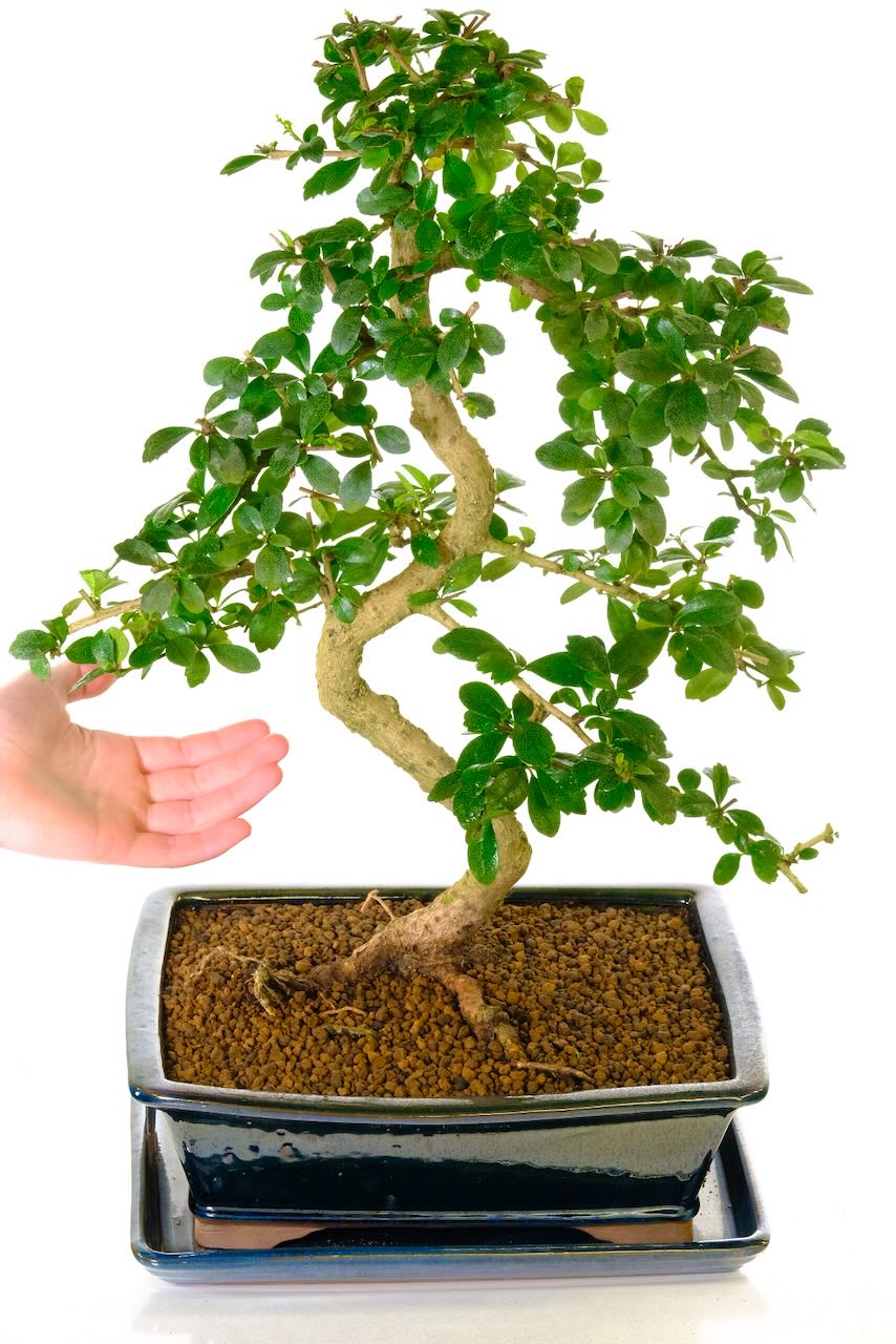 Fukien Tea Bonsai for sale from our premium indoor bonsai collection