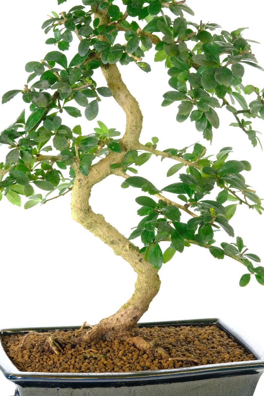 Double S-shaped twisting trunk " Fukien Tea bonsai tree