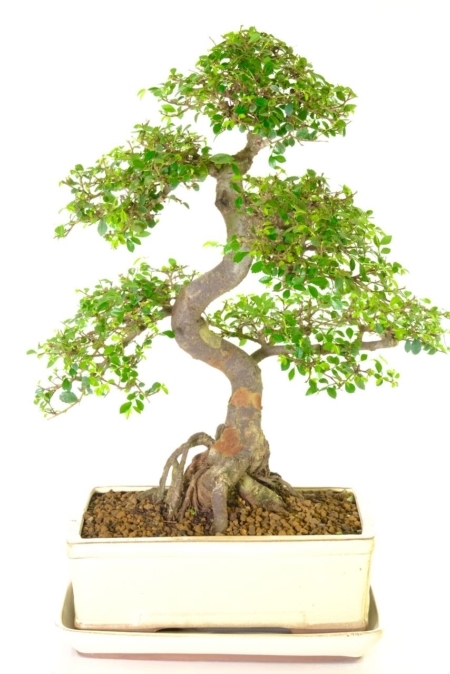 Phenomenal extra large Chinese Elm for beginners in cream pot