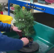 Tips on caring for bonsai trees