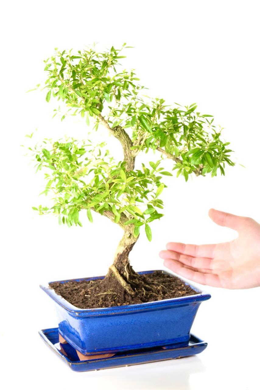 Comes potted in a royal blue ceramic pot with matching drip tray