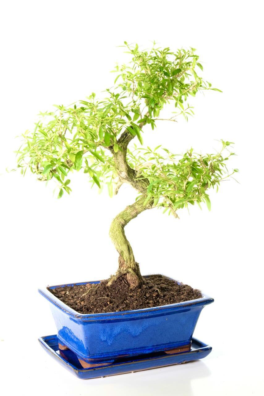 Excellent root exposure