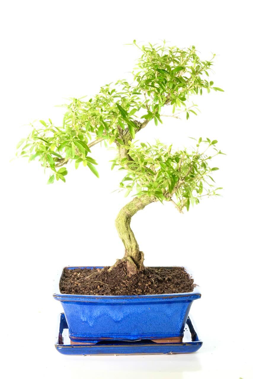 FREE next working day delivery available throughout the UK