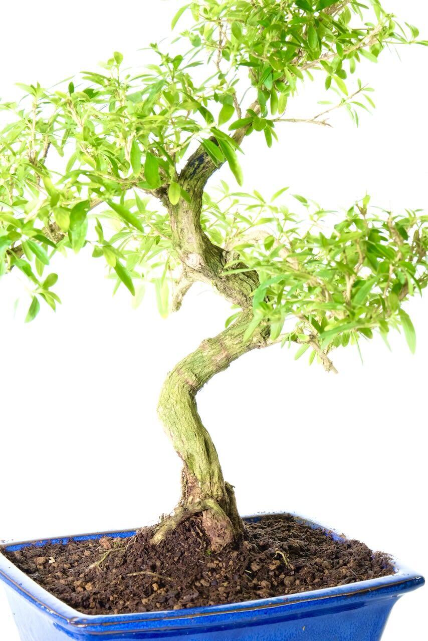 Gorgeous trunk shaping with gnarly, creamy textured bark