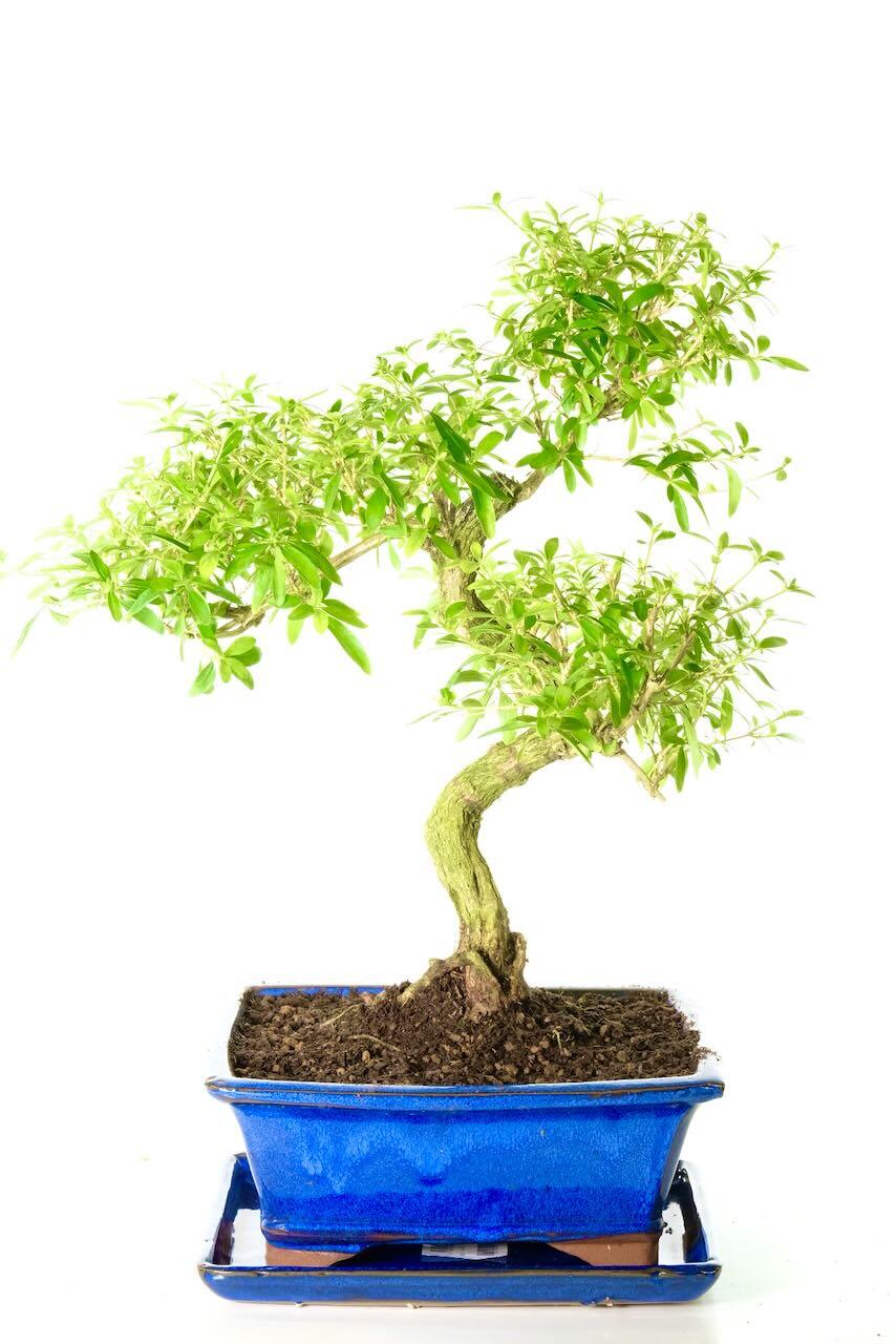 Incredible flowering Tree of a Thousand Stars bonsai tree for sale UK