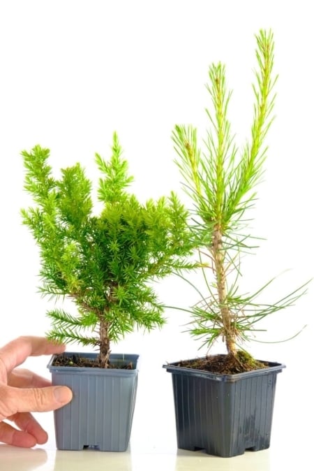 Chinese Juniper & Japanese Black Pine Bonsai seedling pack