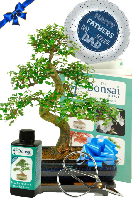 Large, mature and commanding Chinese elm Fathers Day gift set